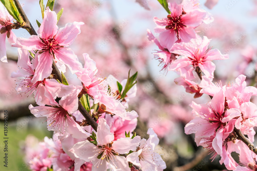 Peach blossoms in the spring