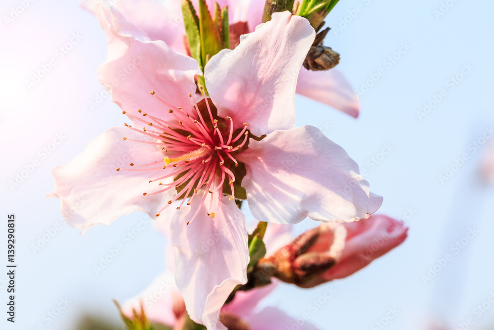 Peach blossoms in the spring