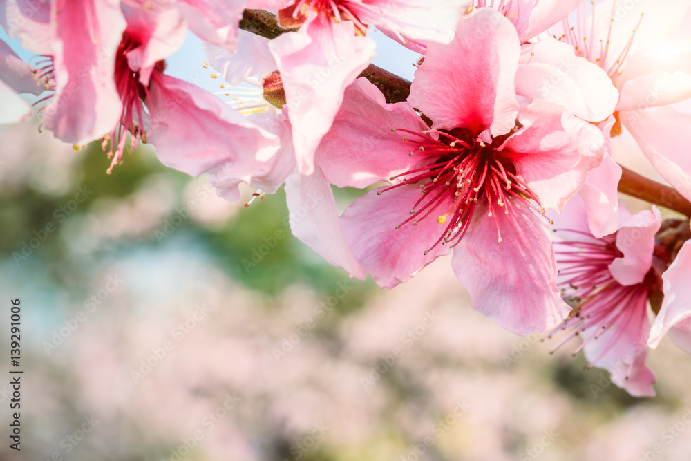 Peach blossoms in the spring