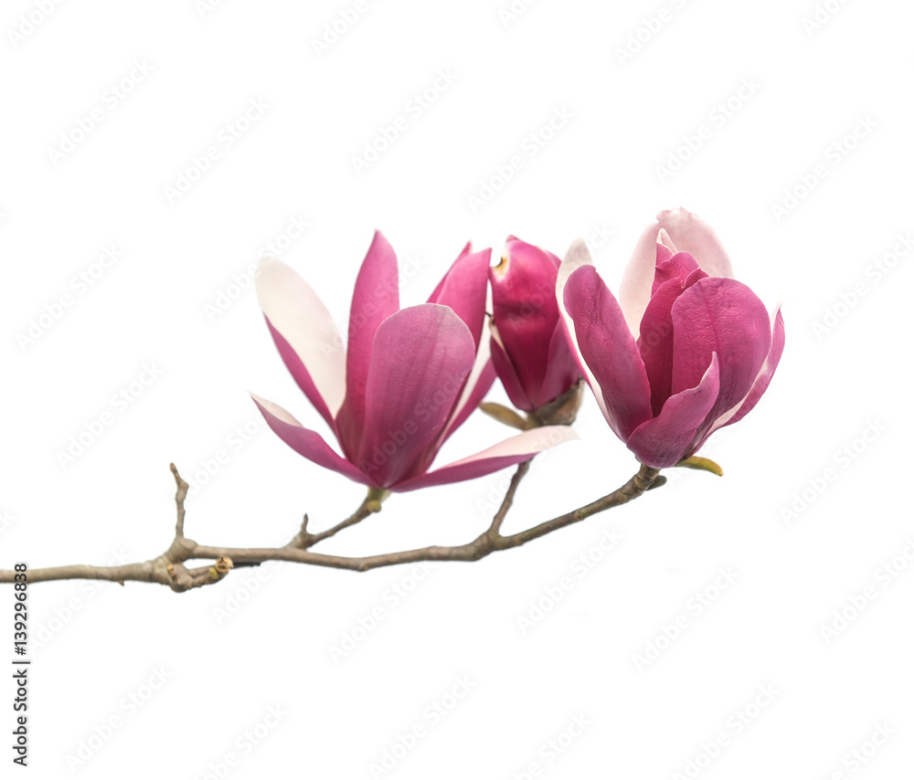 magnolia flowers isolated on white background