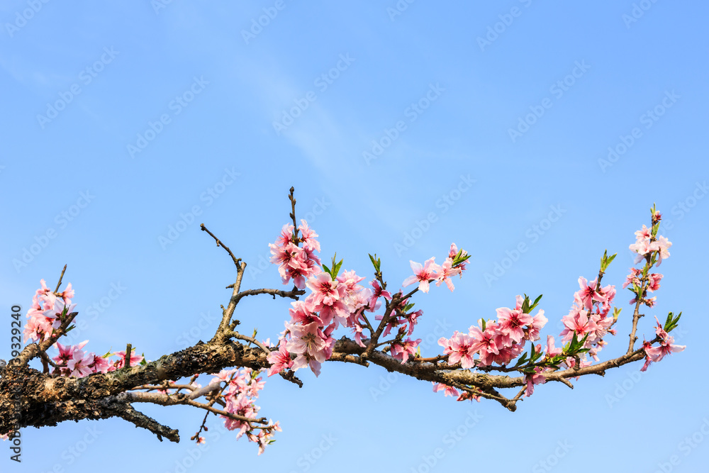 Peach blossoms in the spring