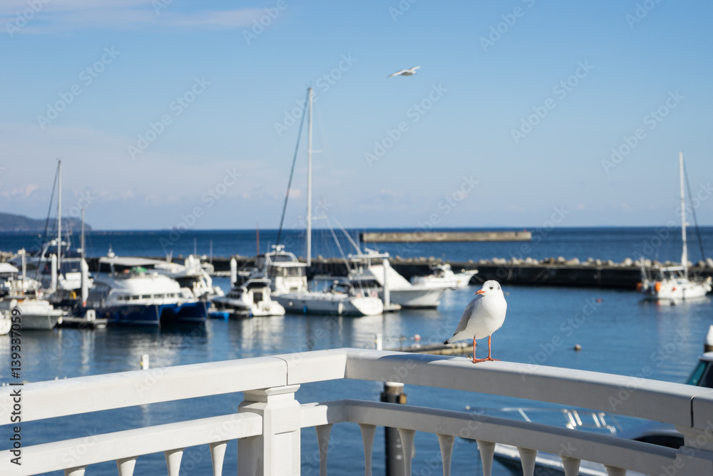 Seagulls of Atami Yacht Harbor