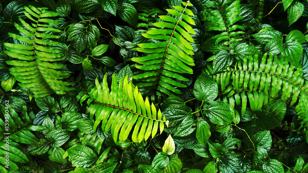 tropical green leaf