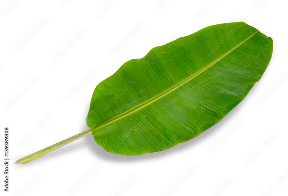 banana leaf isolated on white background, File contains a clipping path.