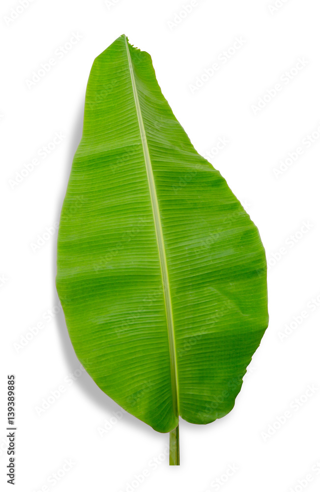 banana leaf isolated on white background, File contains a clipping path.