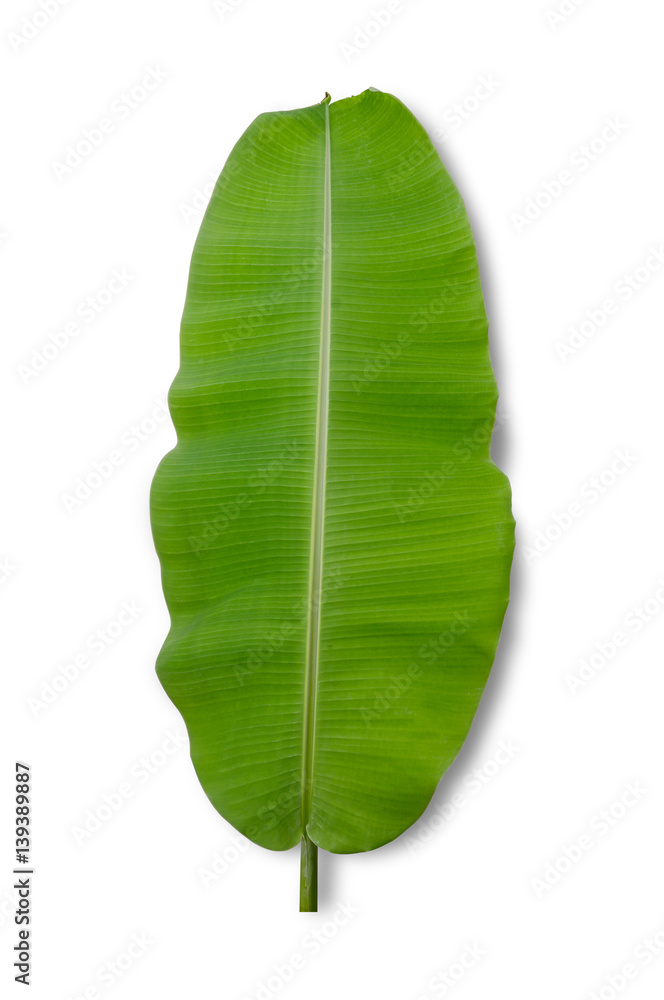 banana leaf isolated on white background, File contains a clipping path.