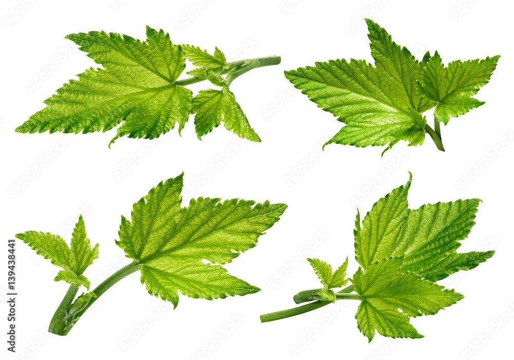 Currant leaf isolated