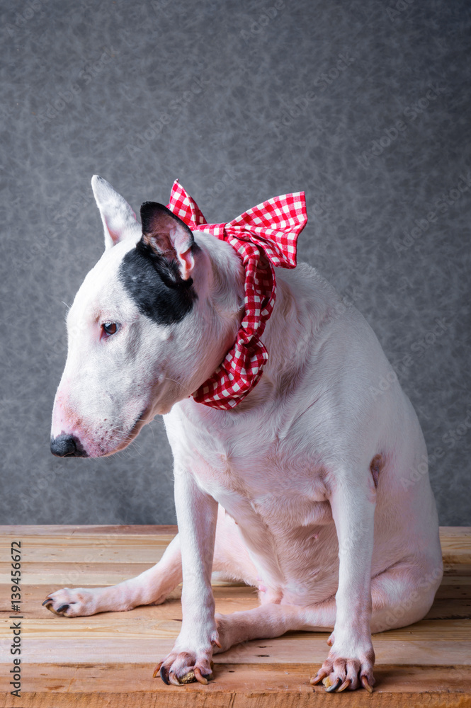 cute english bullterrier isolate on white backgtound