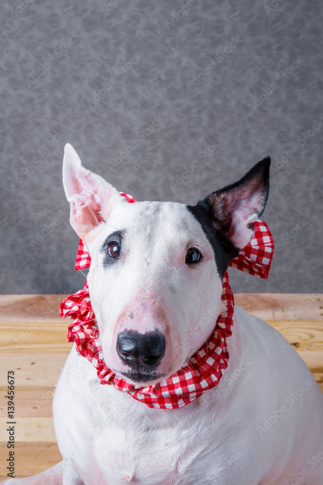 cute english bullterrier isolate on white backgtound