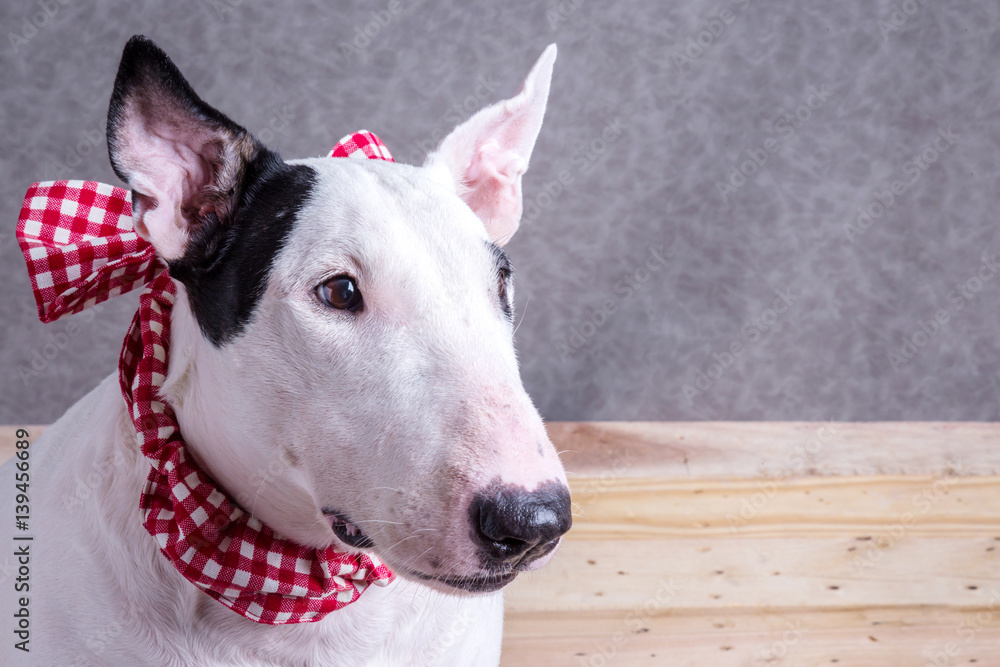 cute english bullterrier isolate on white backgtound