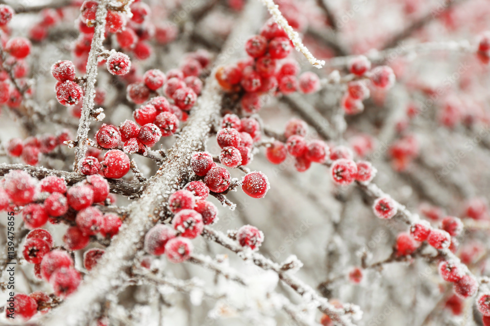 Tree branches covered with rime, closeup