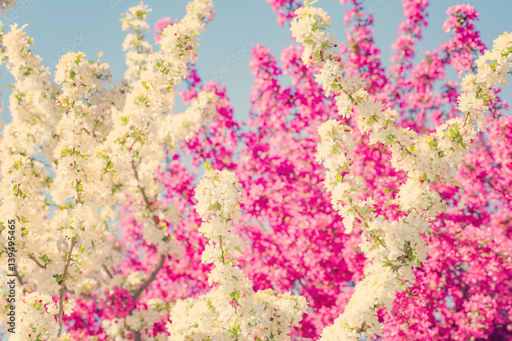 Pink and white tree flowers spring blossom