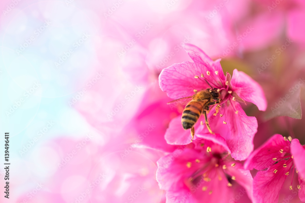 Spring garden background with pink flowers