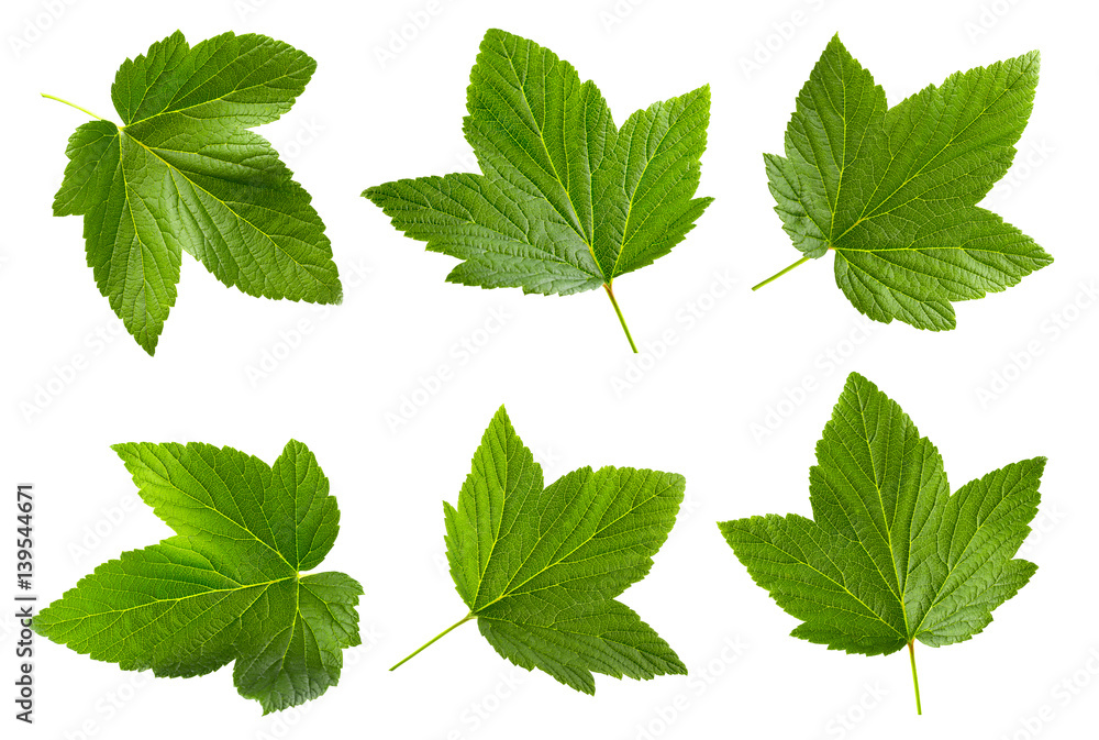 Currant leaf isolated