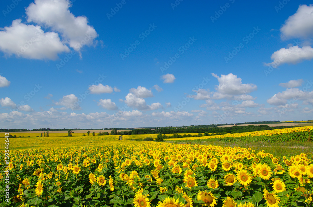 field of blooming sunflowers