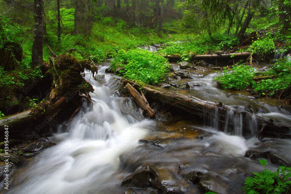 River in the woods