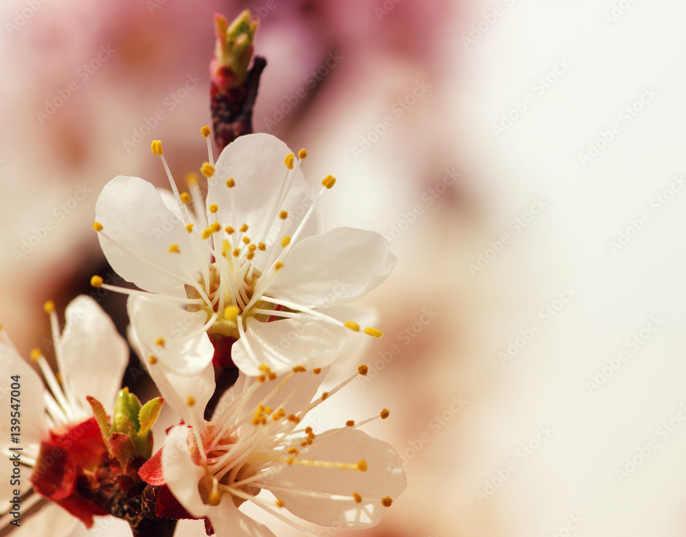 Branch with blossoms