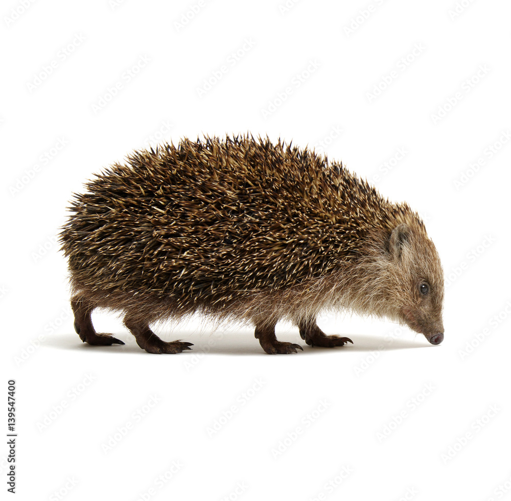 Hedgehog  isolated on white