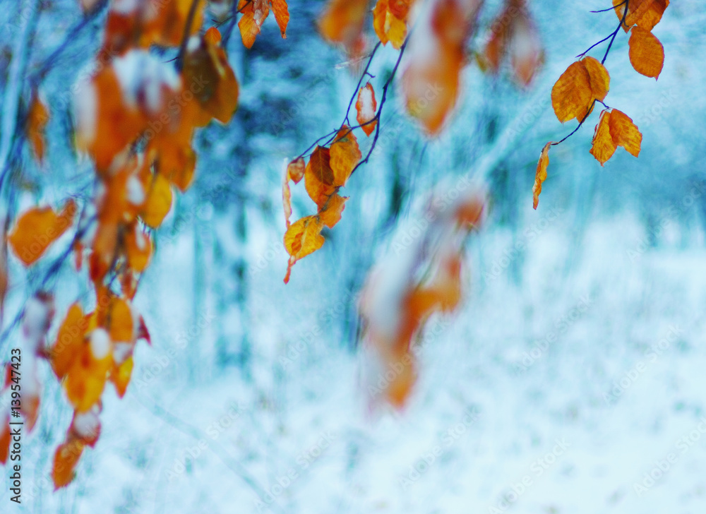 雪中黄叶。