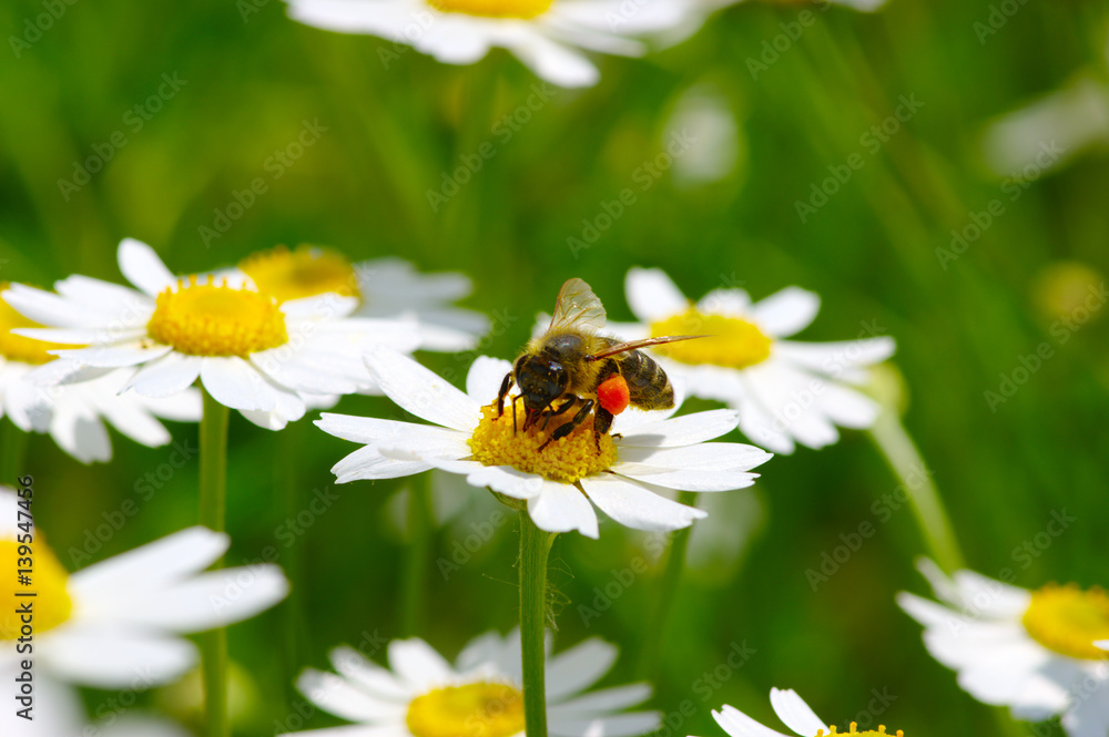 Bee on the flower