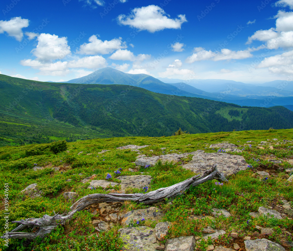 Mountain landscape in the summer