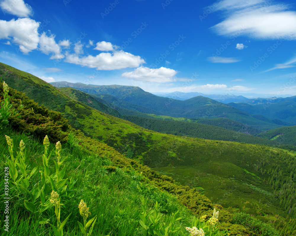 Mountain landscape in the summer