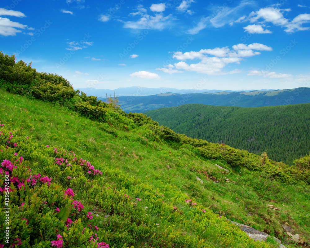 Mountain landscape in the summer