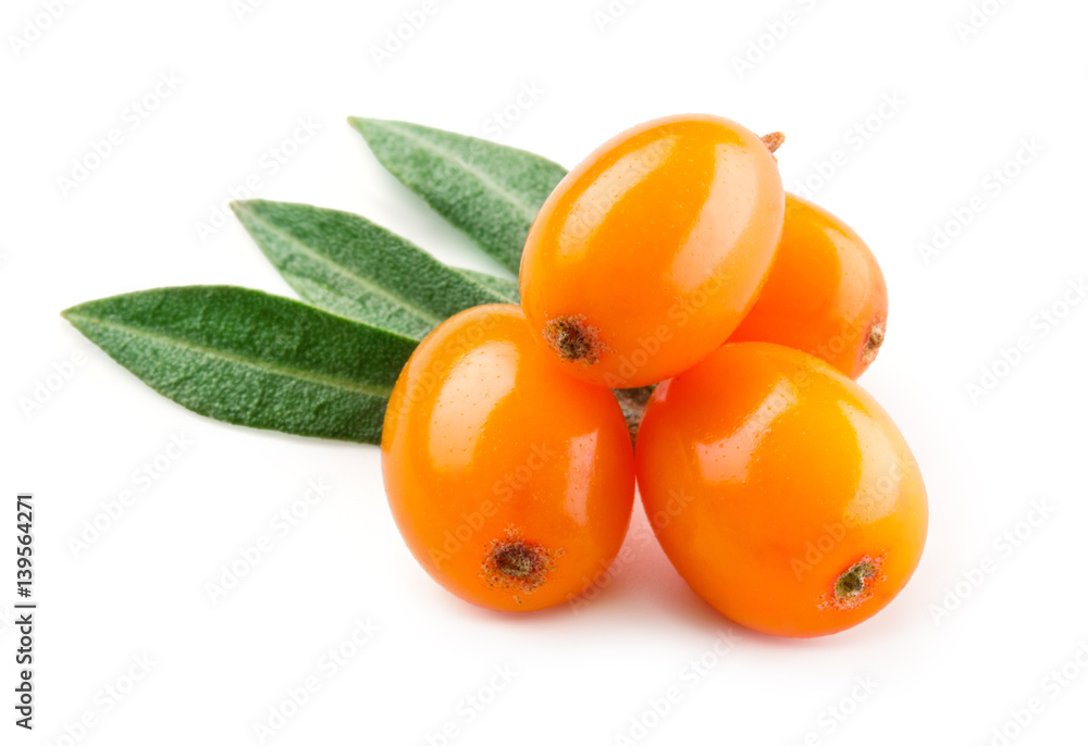 Sea buckthorn. Fresh ripe berries with leaves isolated on white background.