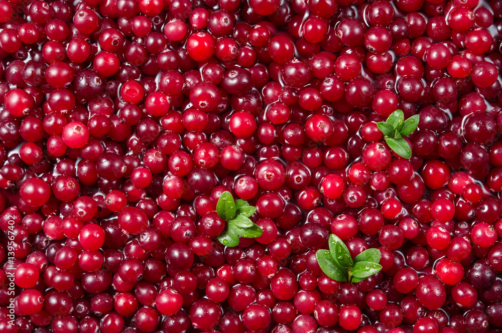 Cranberry. Fresh ripe red berry with leaves. Food background.