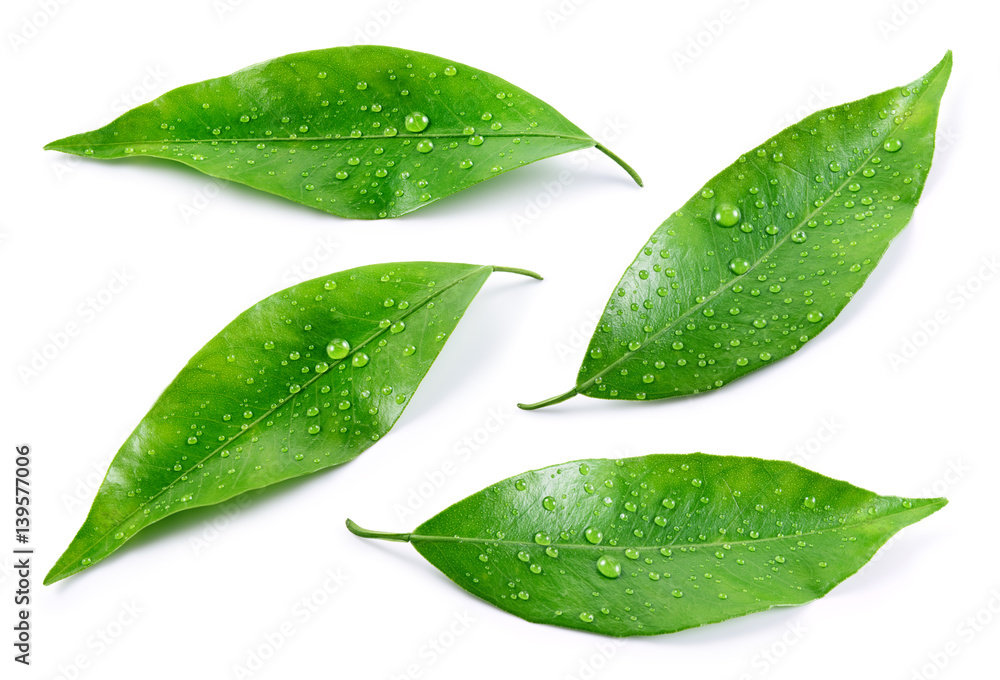 Citrus leaves with drops isolated on a white background. Collection. Full depth of field.