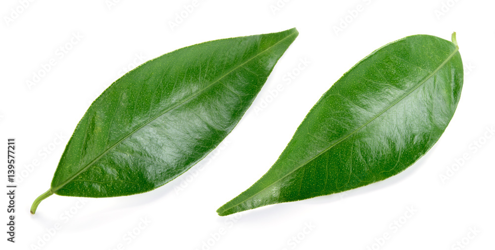 Citrus leaves isolated on a white background. Collection. Full depth of field.