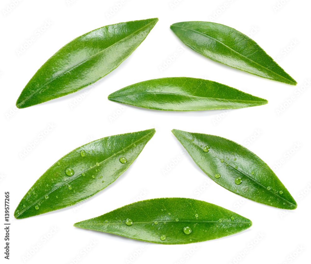 Citrus leaves with drops isolated on a white background. Collection. Full depth of field.