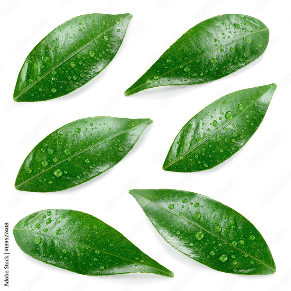 Citrus leaves with drops isolated on a white background. Collection. Full depth of field.