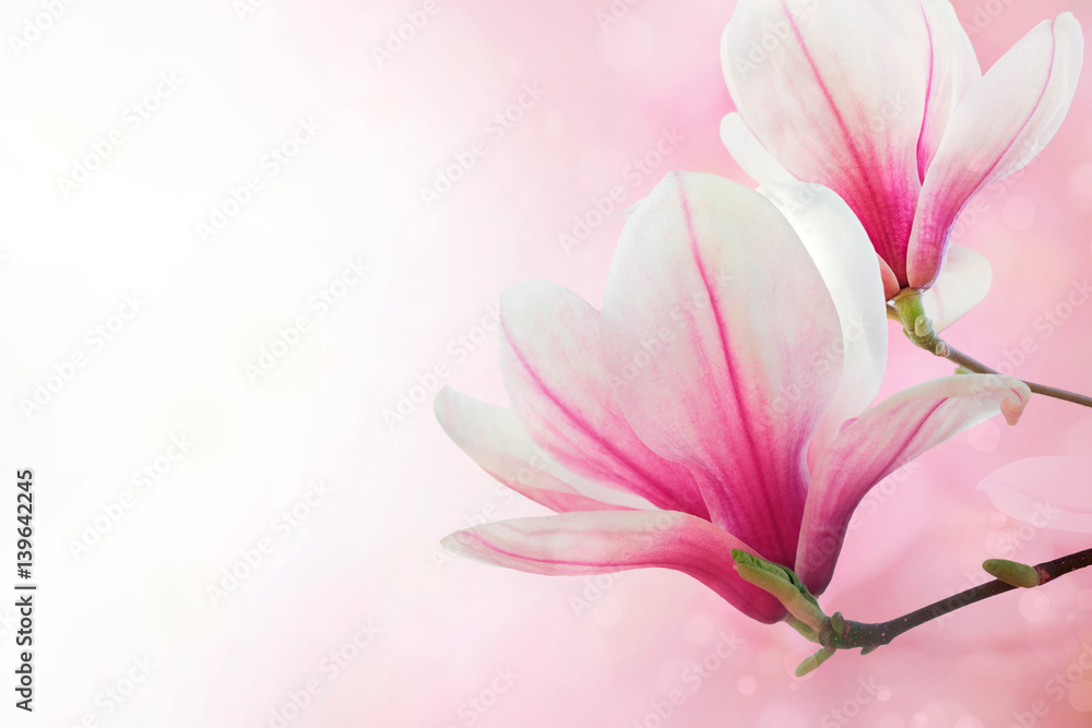 Magnolia flowers spring blossom background