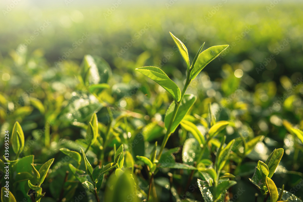 Fresh Green tea sprout and leaf