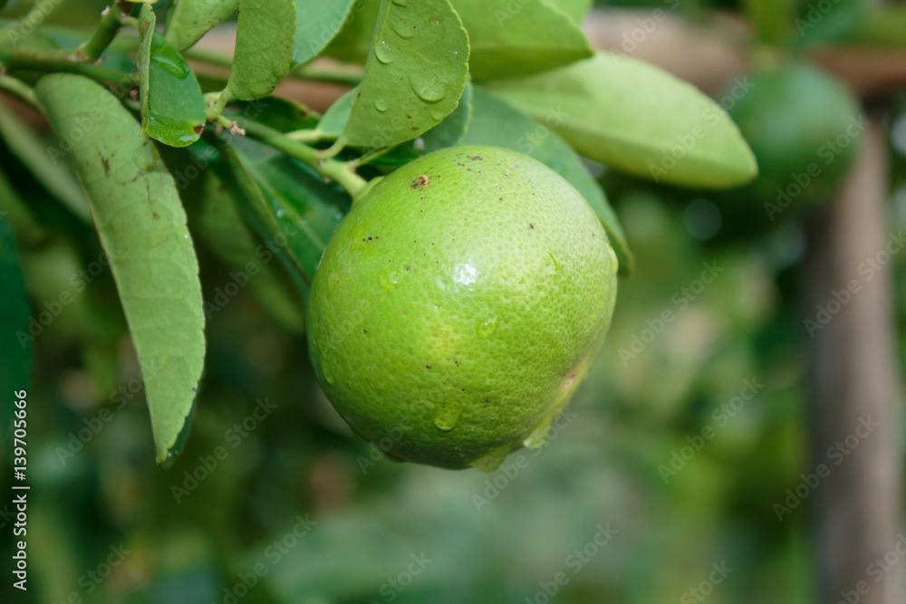 Fresh Green lemon on tree in farm