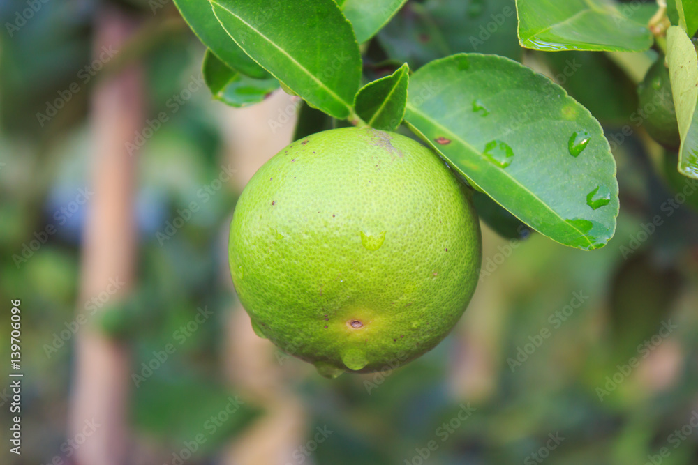 Fresh Green lemon on tree in farm