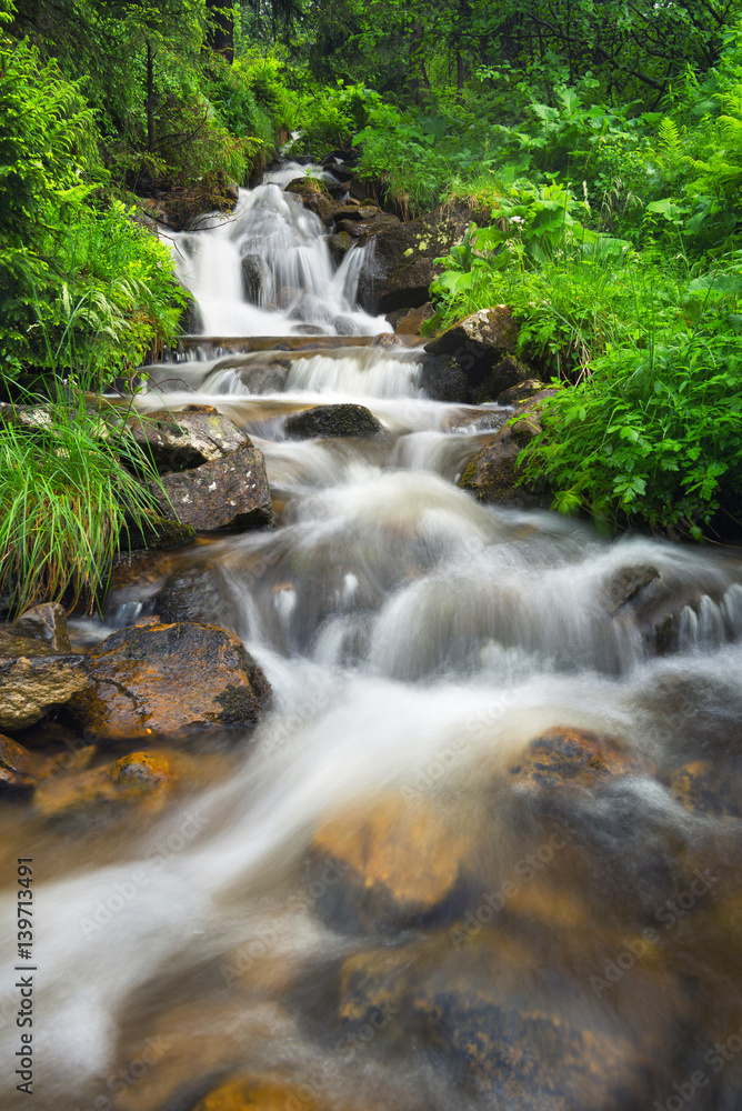 River in the summer forest. Beautiful natural landscape in the summer time