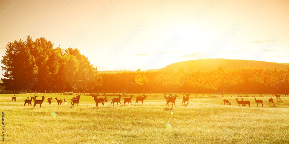 beautiful pasture with animals near hill