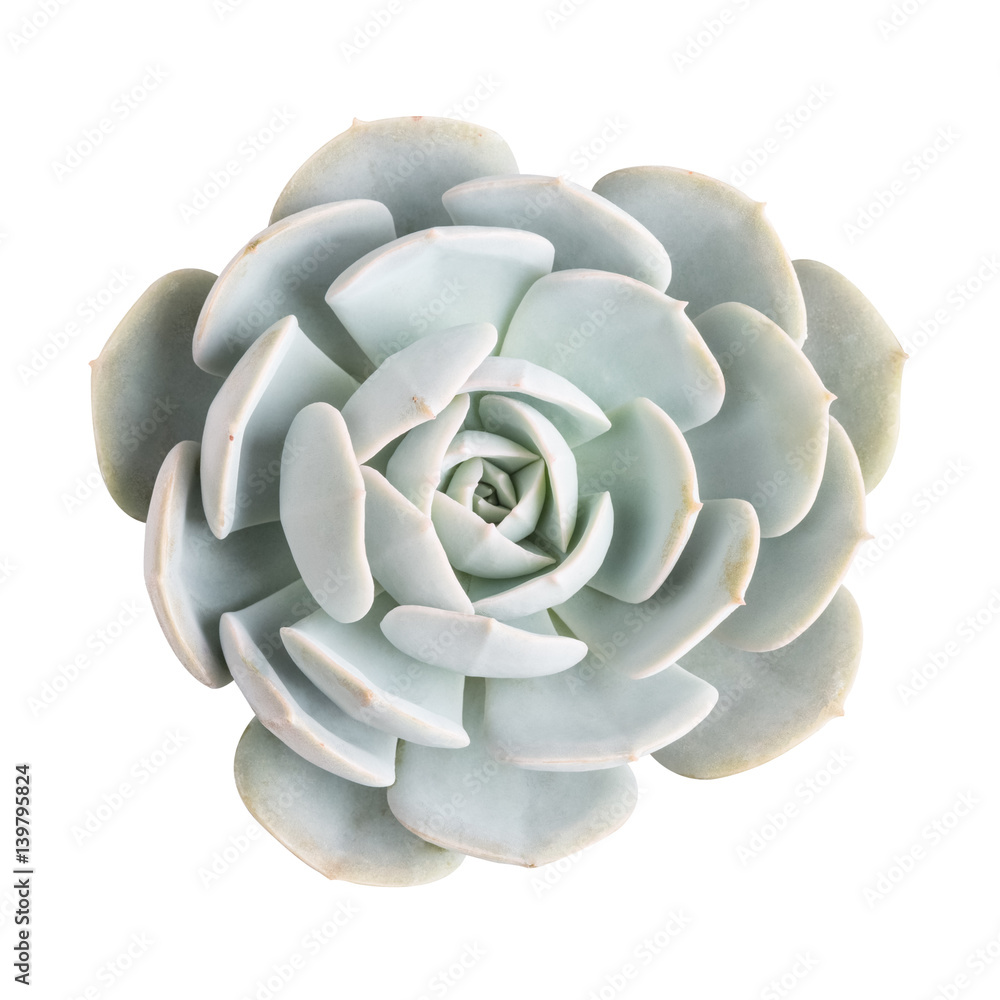 succulent plant isolated