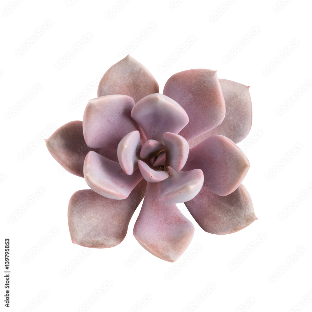 succulent plant isolated