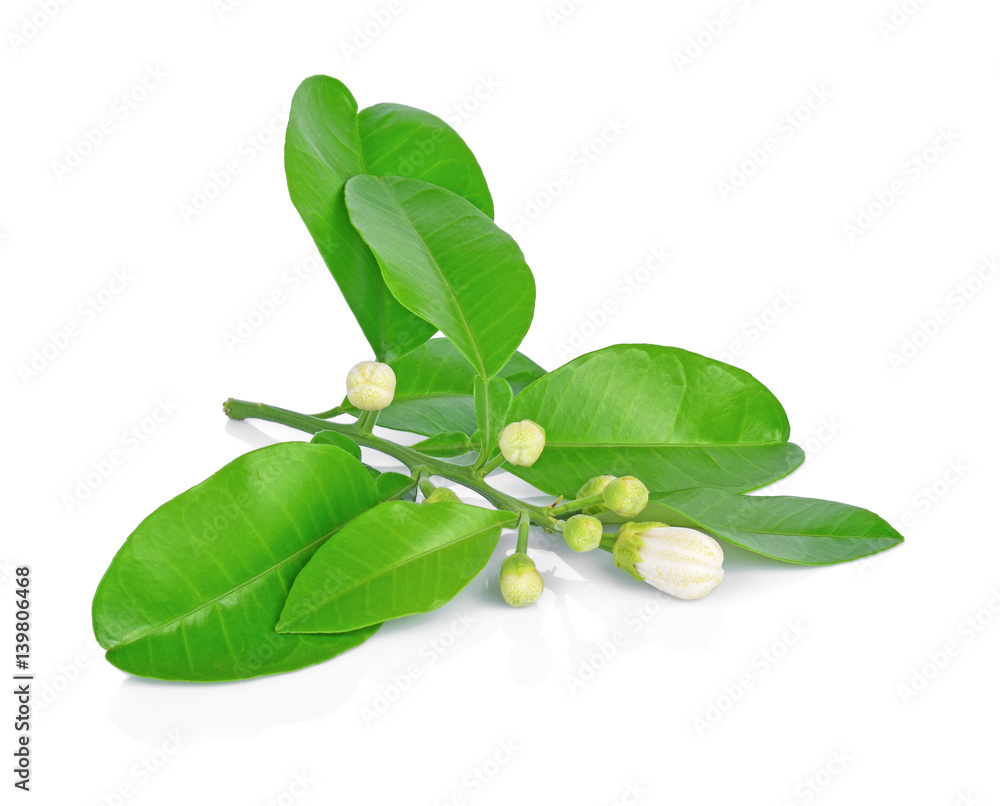 grapefruit flowers and leaves isolated on white background