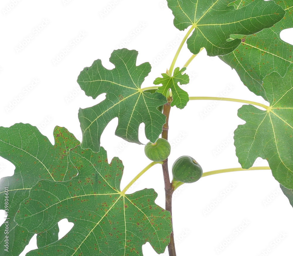 Figs on the branch of a fig tree