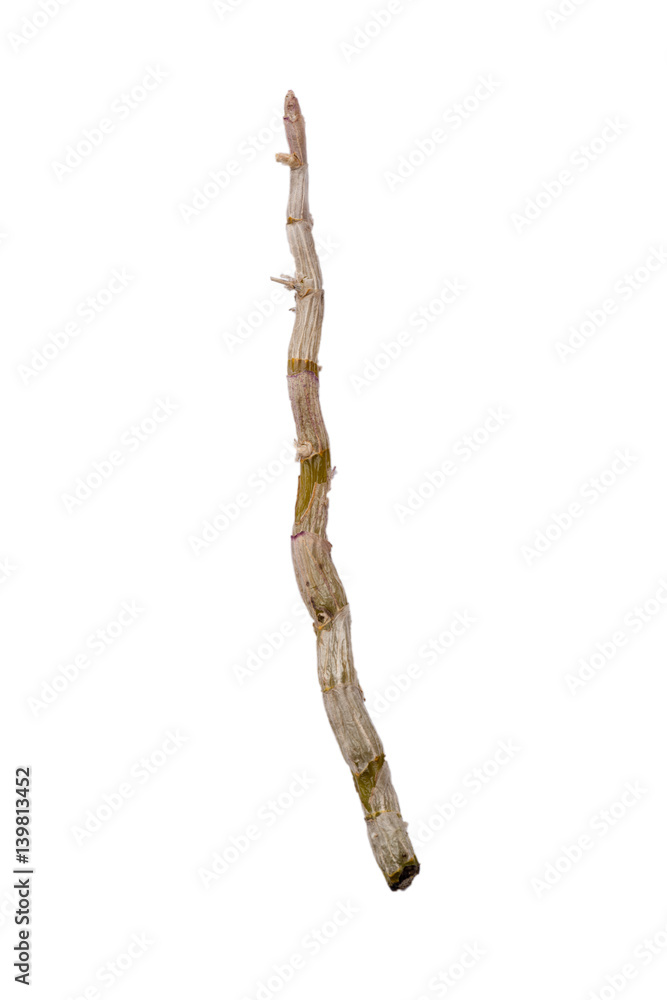 isolated dendrobium branch on white