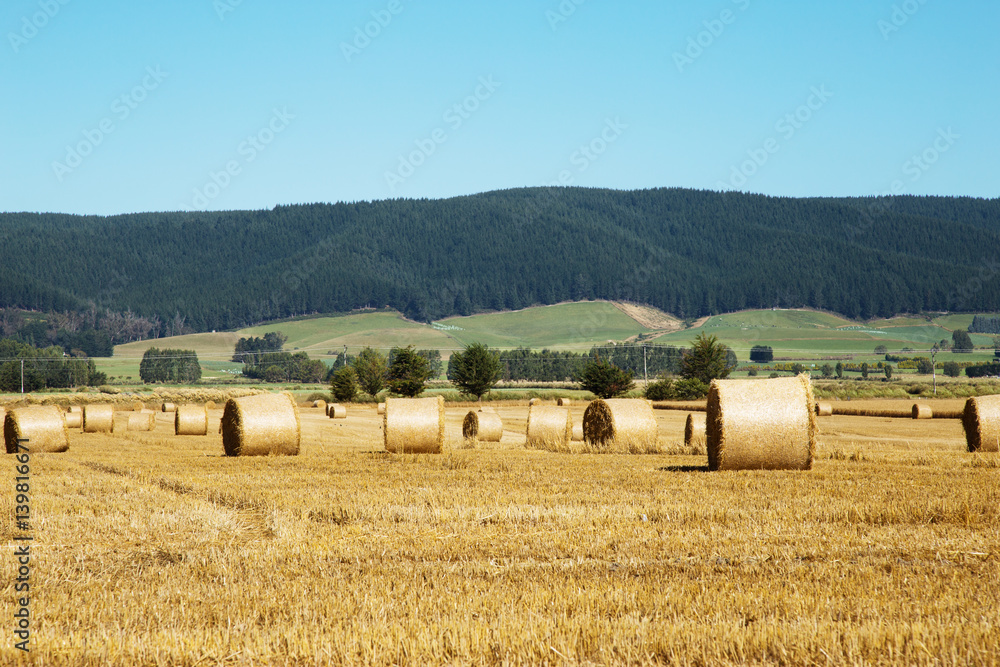 golden wheat field in summer sunny day