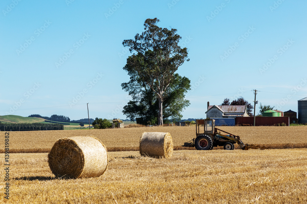 golden wheat field in summer sunny day