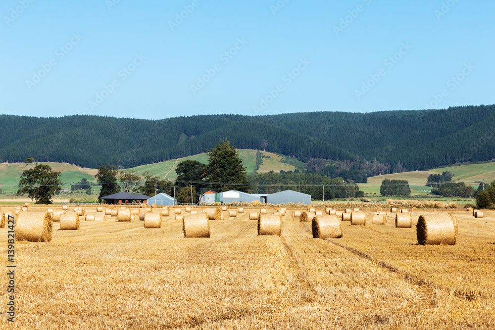 golden wheat field in summer sunny day