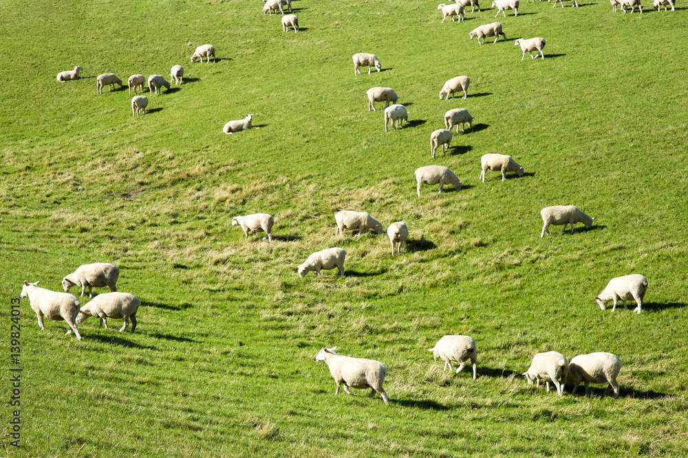 beautiful pasture with animals near hill