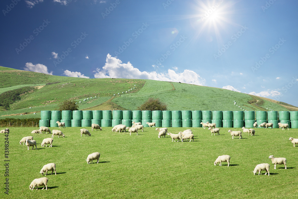 beautiful pasture with animals near hill