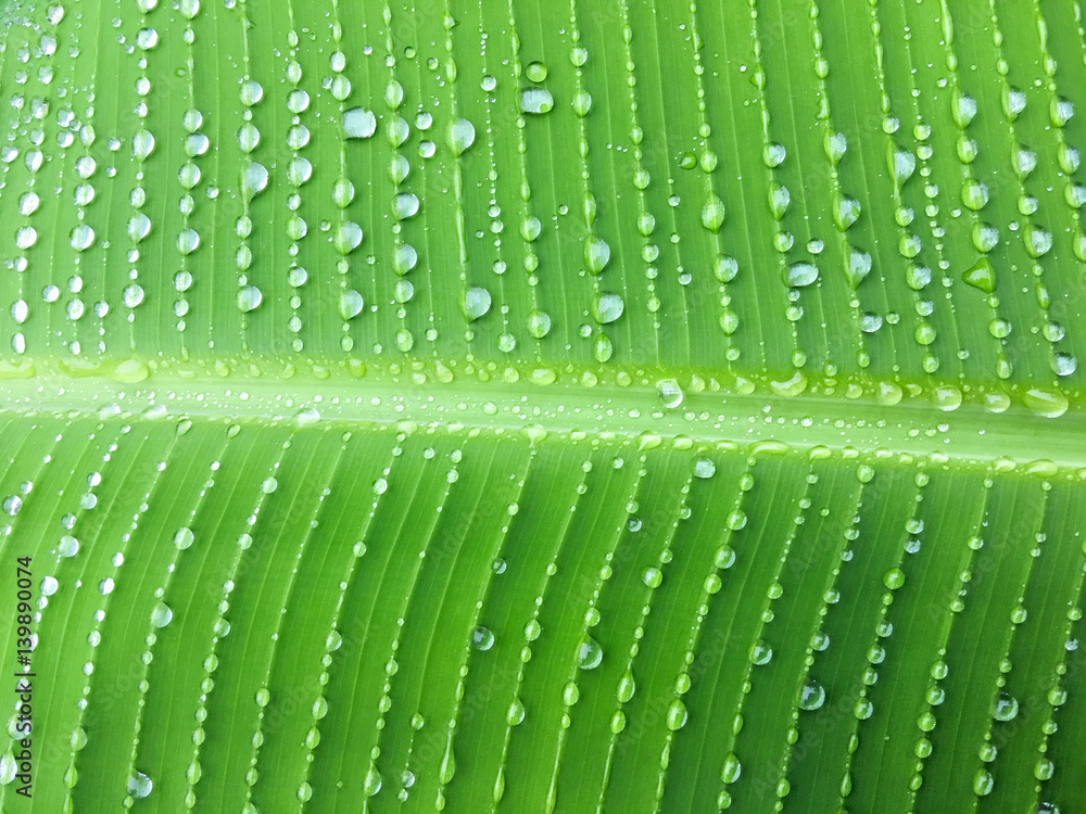 香蕉叶上一连串的雨滴，抽象的热带绿色背景